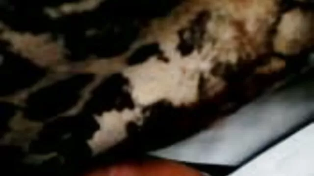 Porno pas d'inscription  Blonde brune sur le canapé baise extrait de films porno gratuit